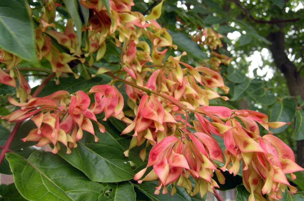 Айлант высочайший китайский ясень