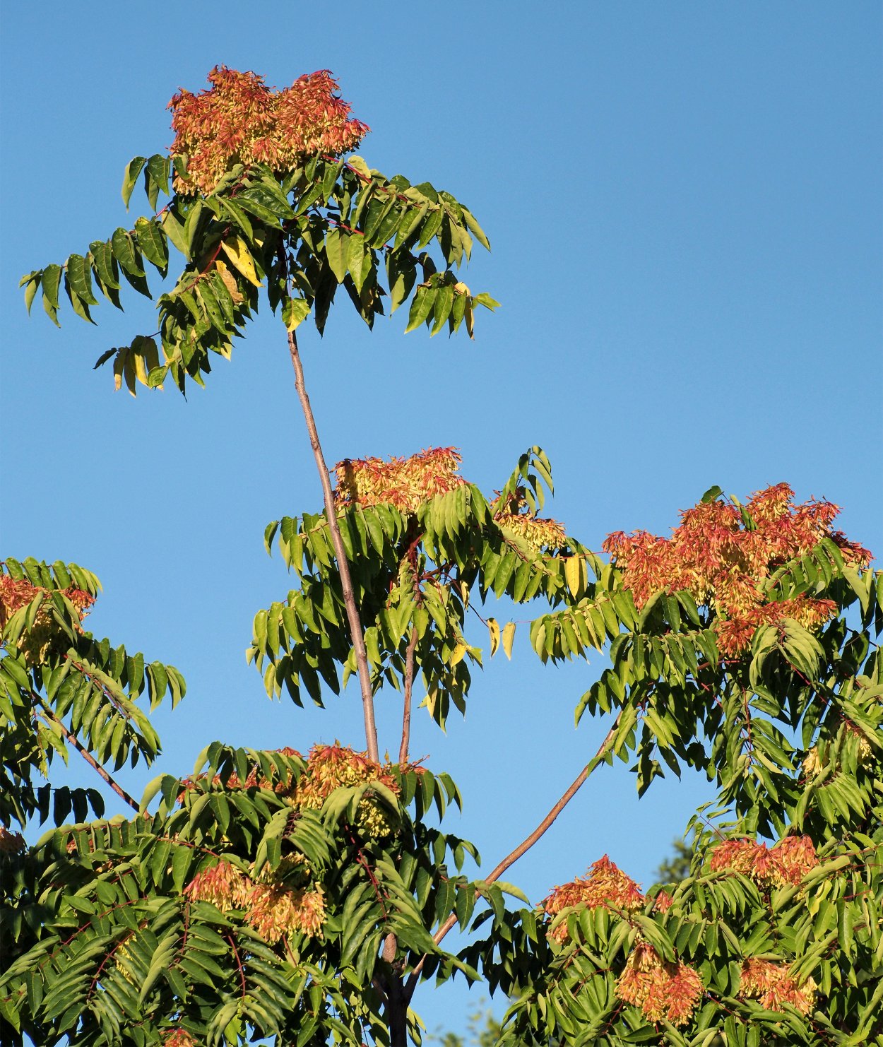 Tree-of-Heaven Ailanthus altissima