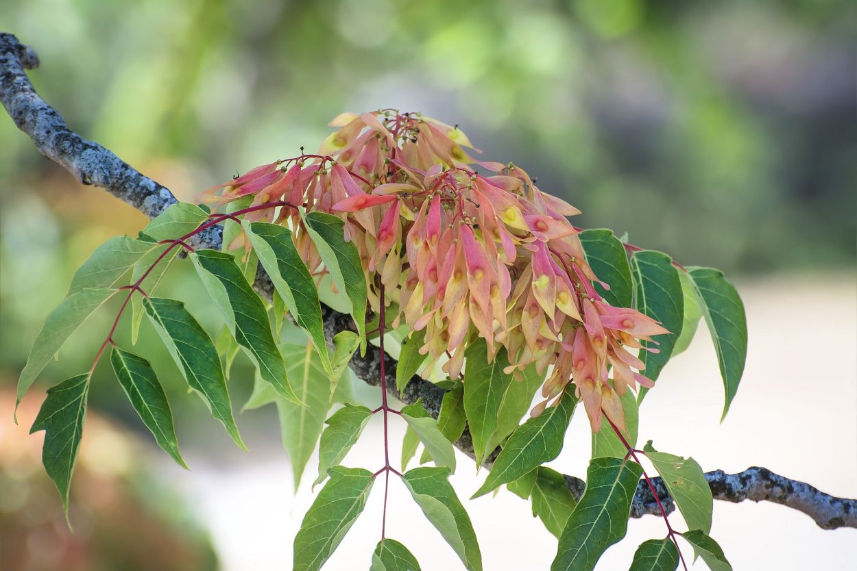 Симарубовые дерево