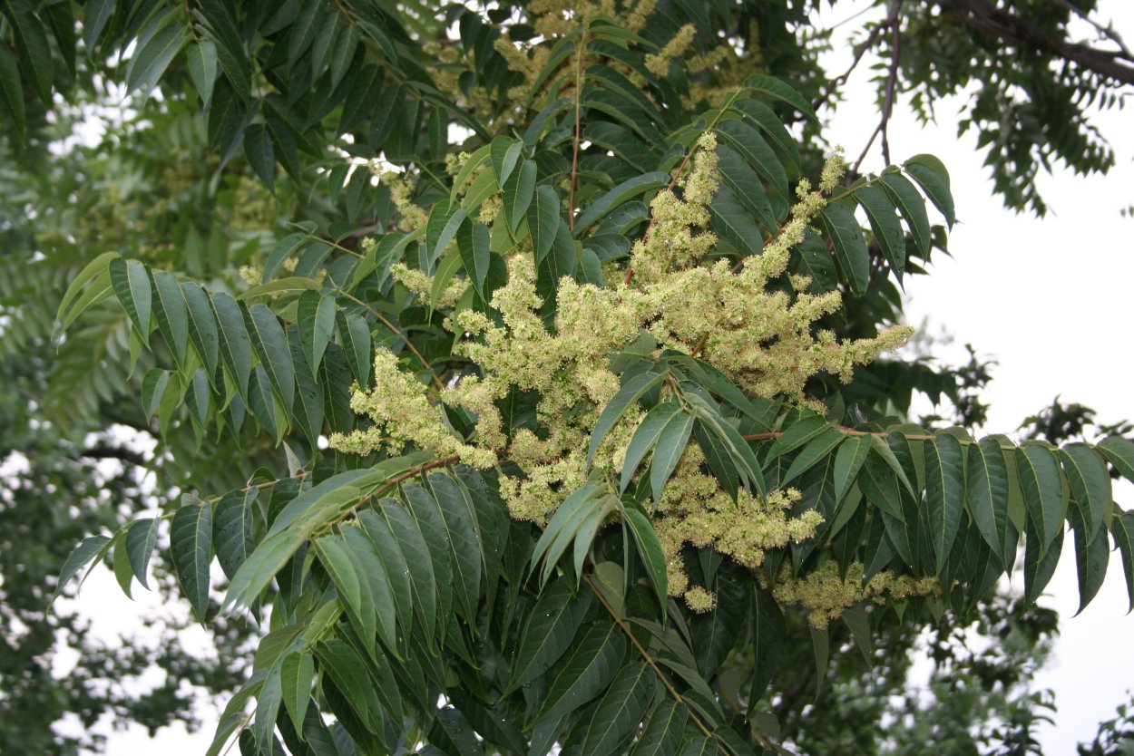 Ailanthus glandulosa