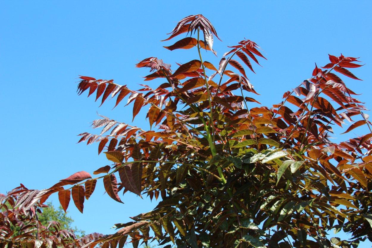 Ailanthus Excelsa
