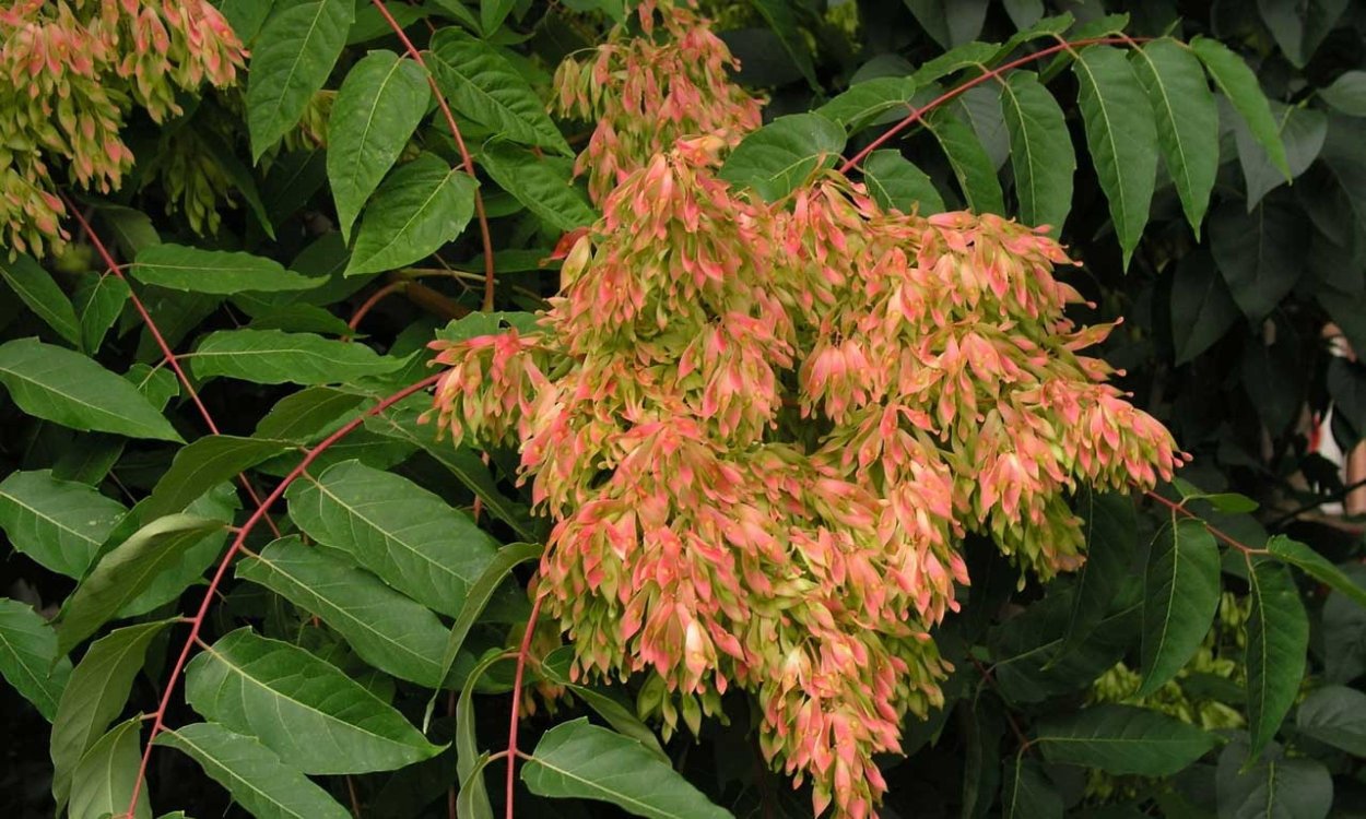 Айлант уксусное дерево