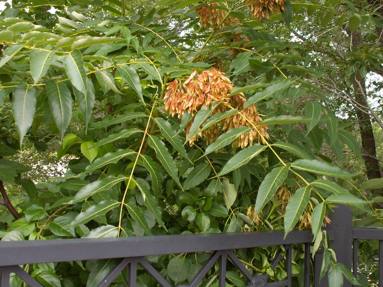 Ясень ланцетный цветение