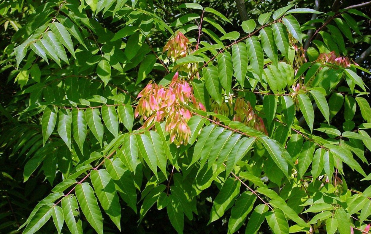 Айлант Альтиссима