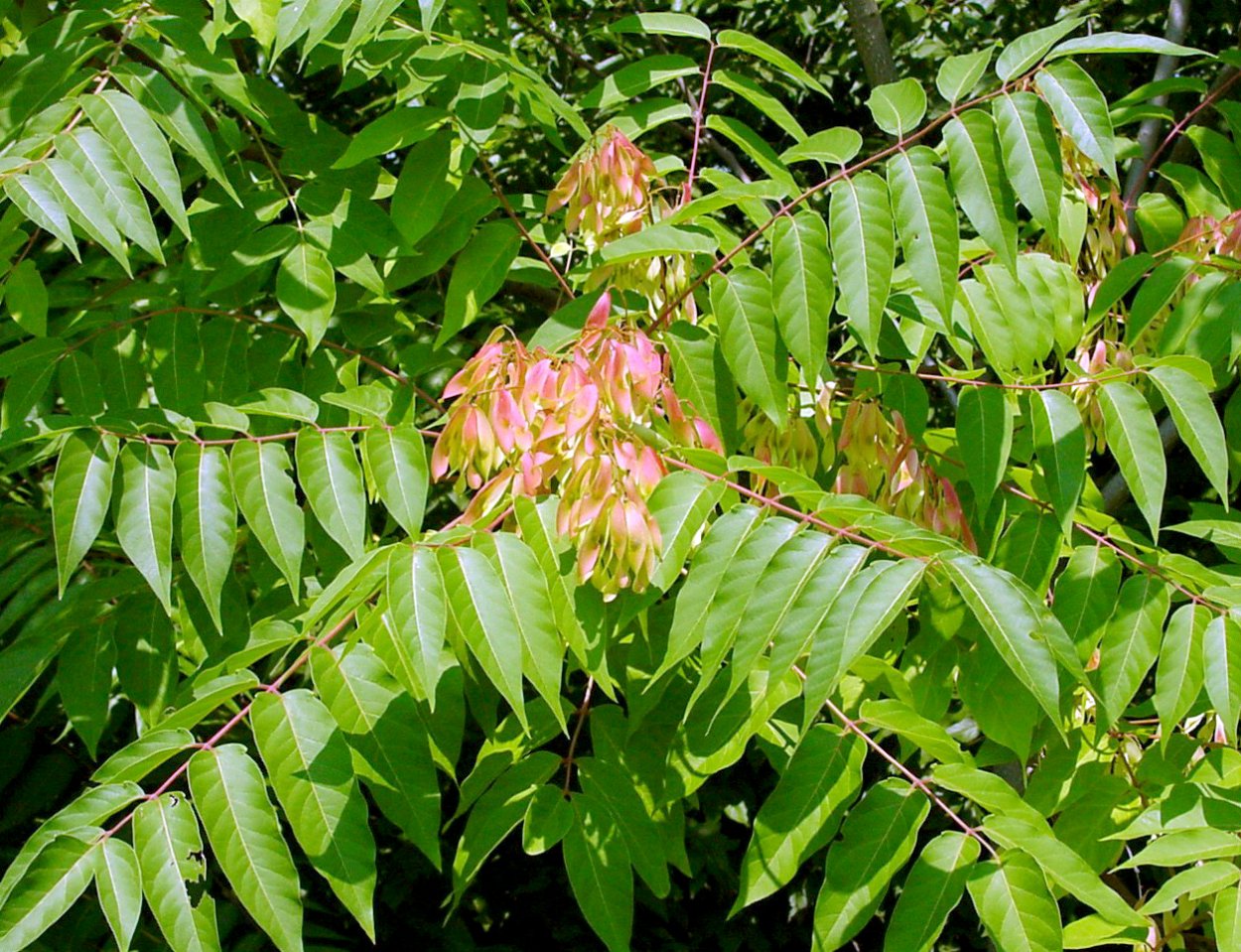 Айлант вечнозеленый