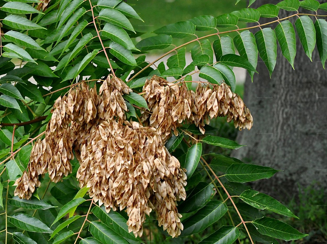 Что такое Айлан Айлантус Алантус еще раз