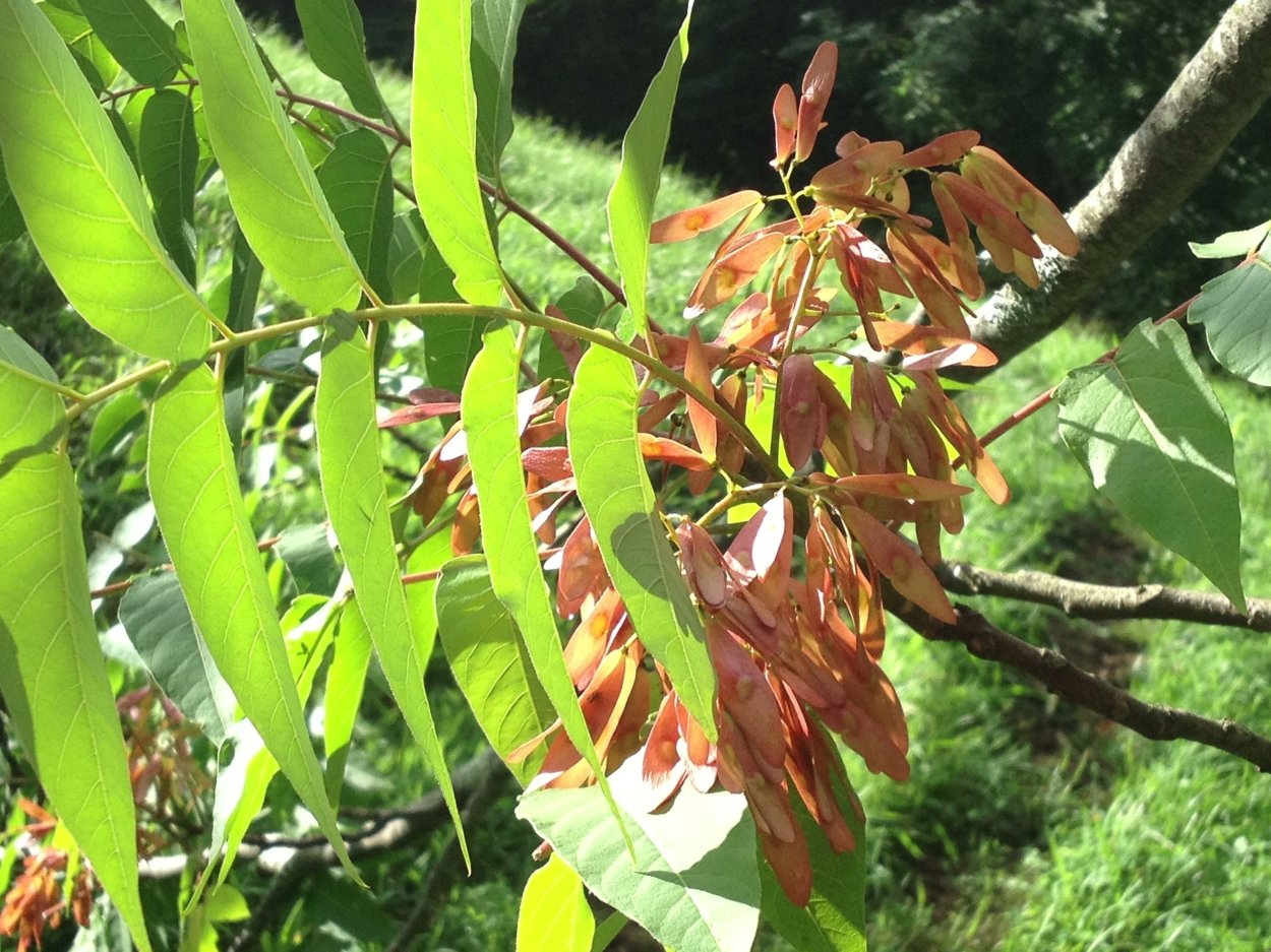 Айлант кустарник