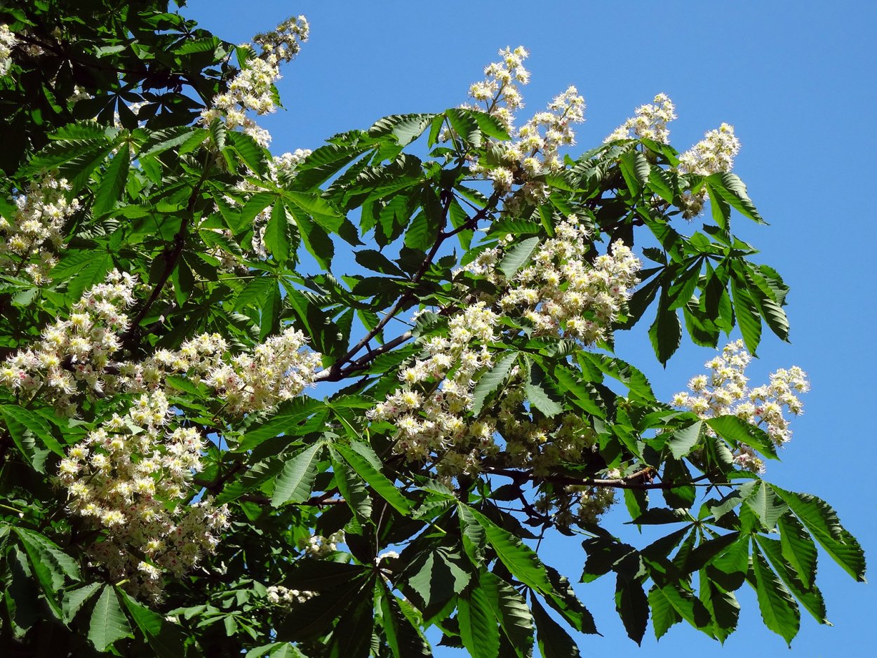 Айлант быстрорастущее дерево