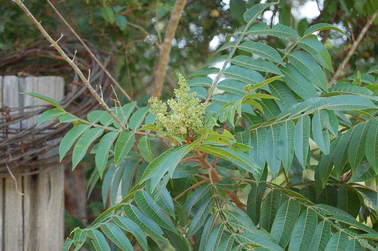 Айлантус древнейший