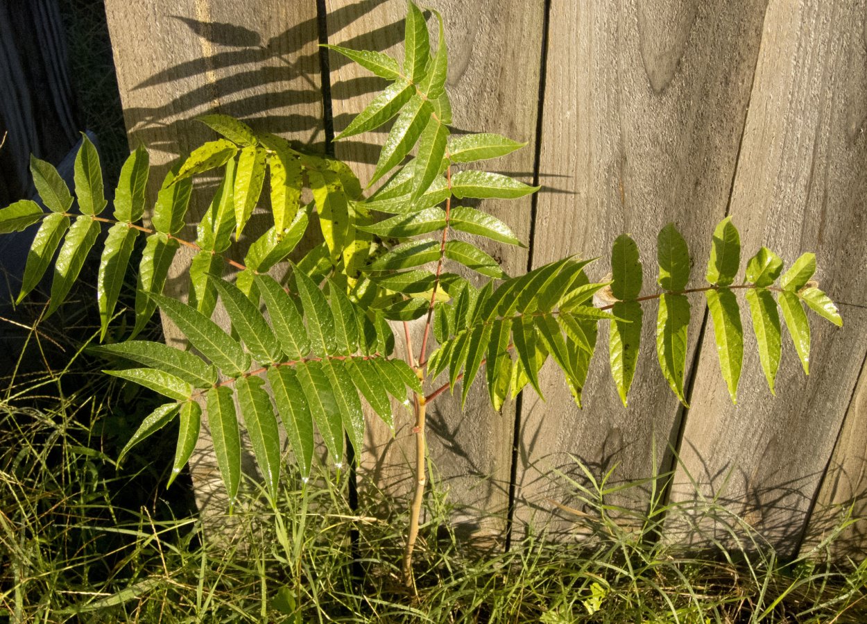 Айлант уксусное дерево