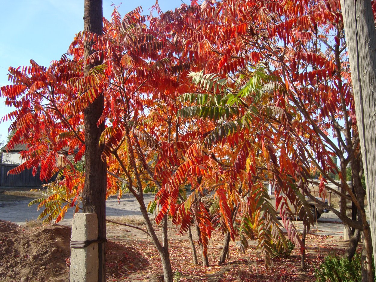 Айлант высочайший
