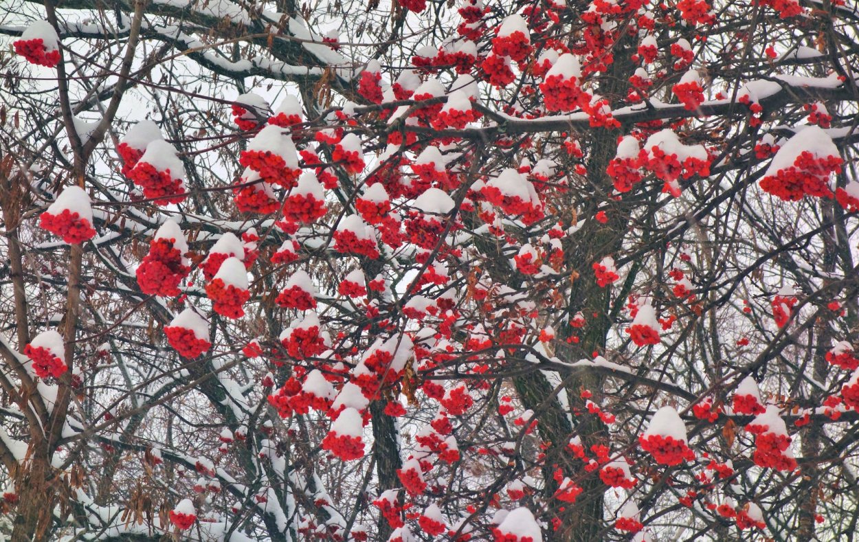 Дерево рябина зимой
