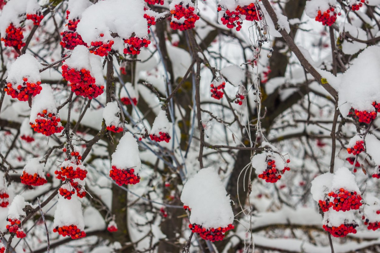 Рябина в снегу