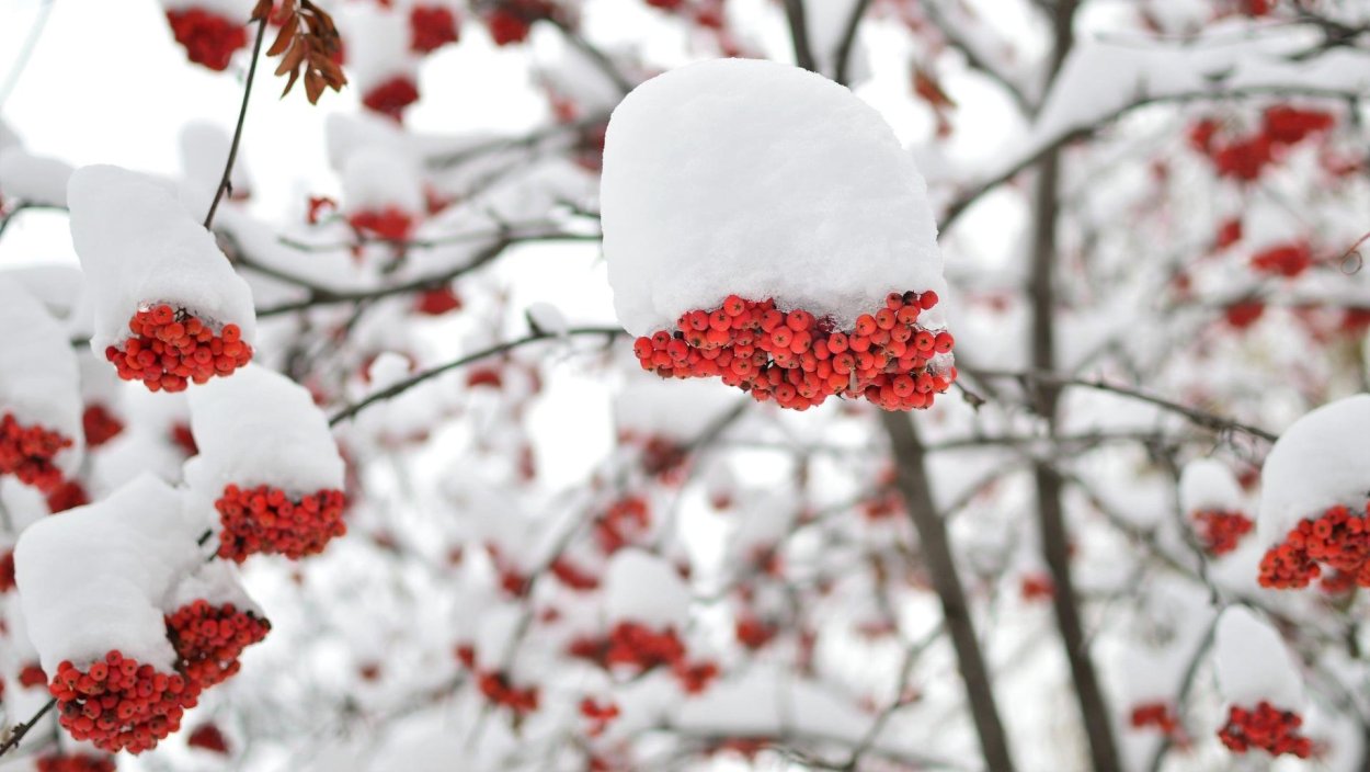 Рябина зимой