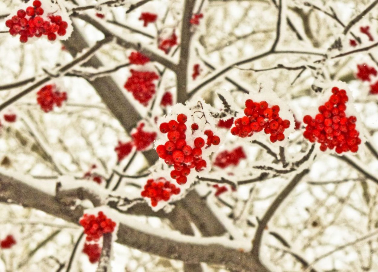 Рябина без листьев