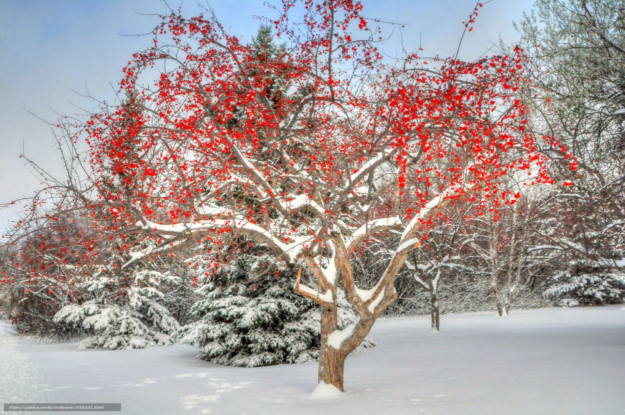 Рябина обыкновенная зимой