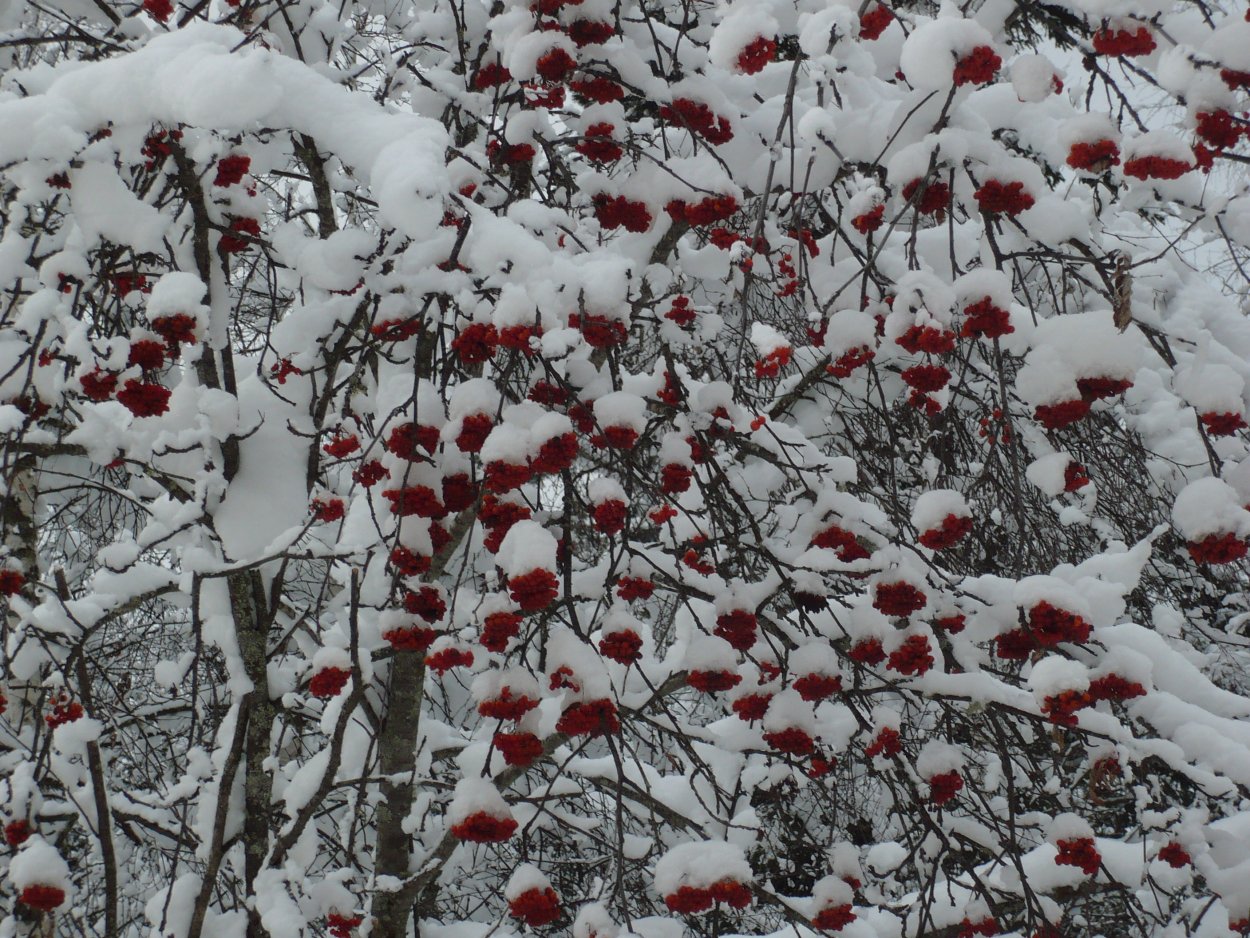 Рябина и первый снег
