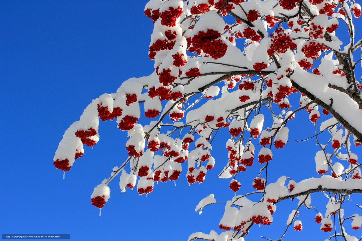 Дерево рябина зимой