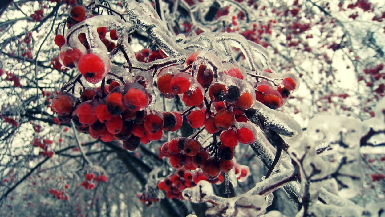 Зимняя гроздь рябины