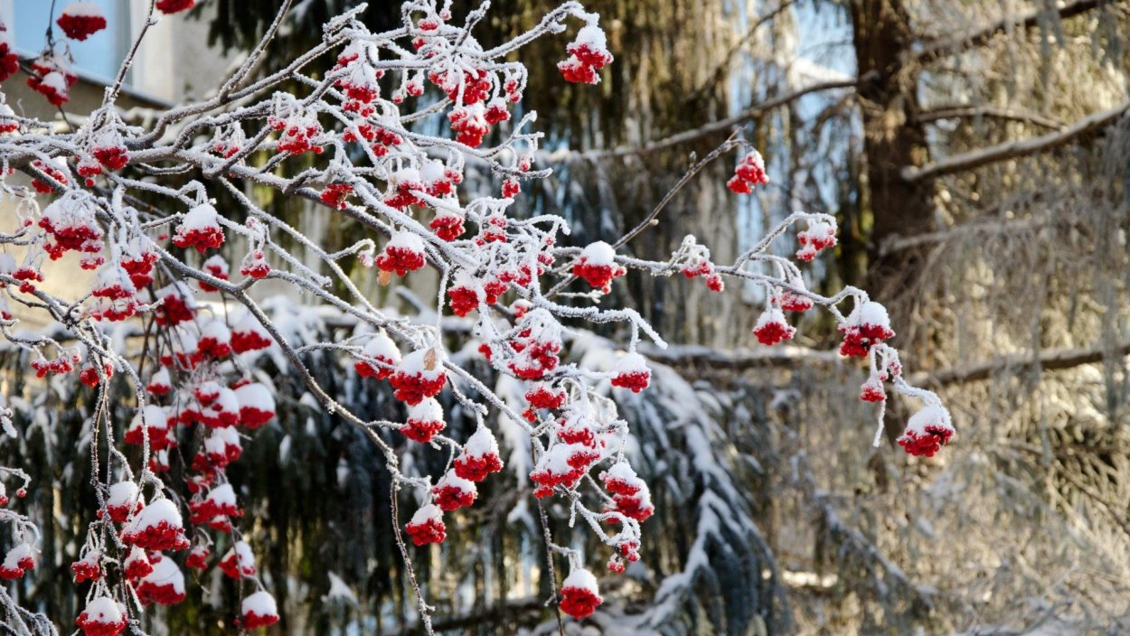 Калина в снегу