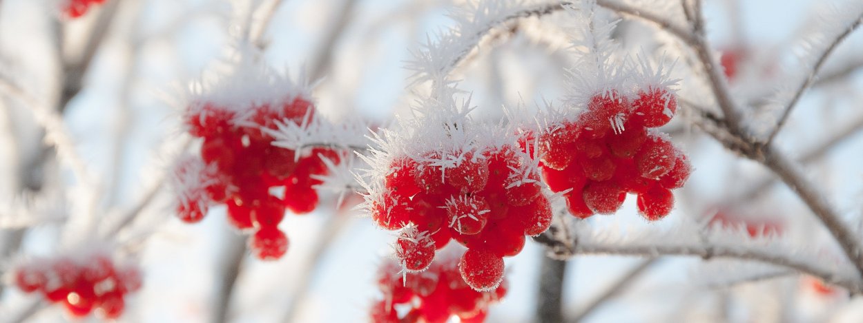 Рябина зимой