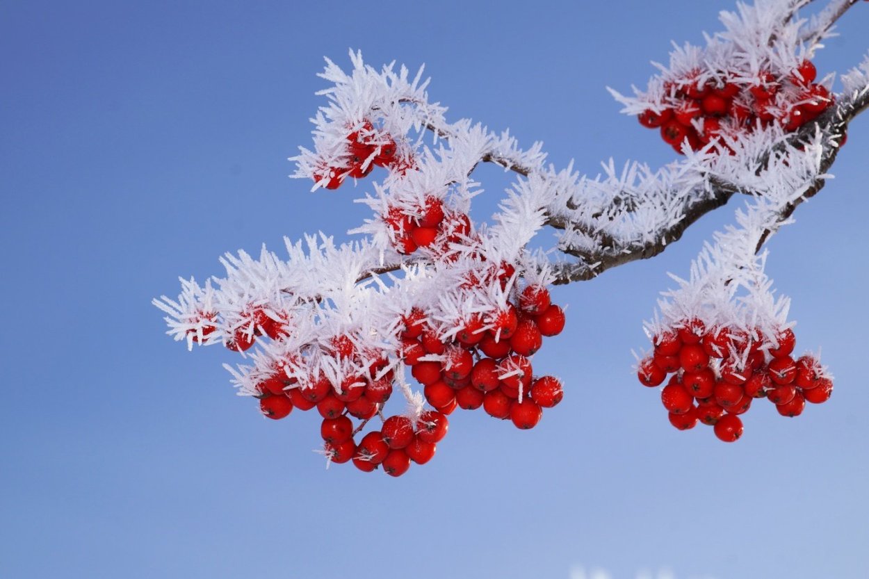 Рябина в снегу