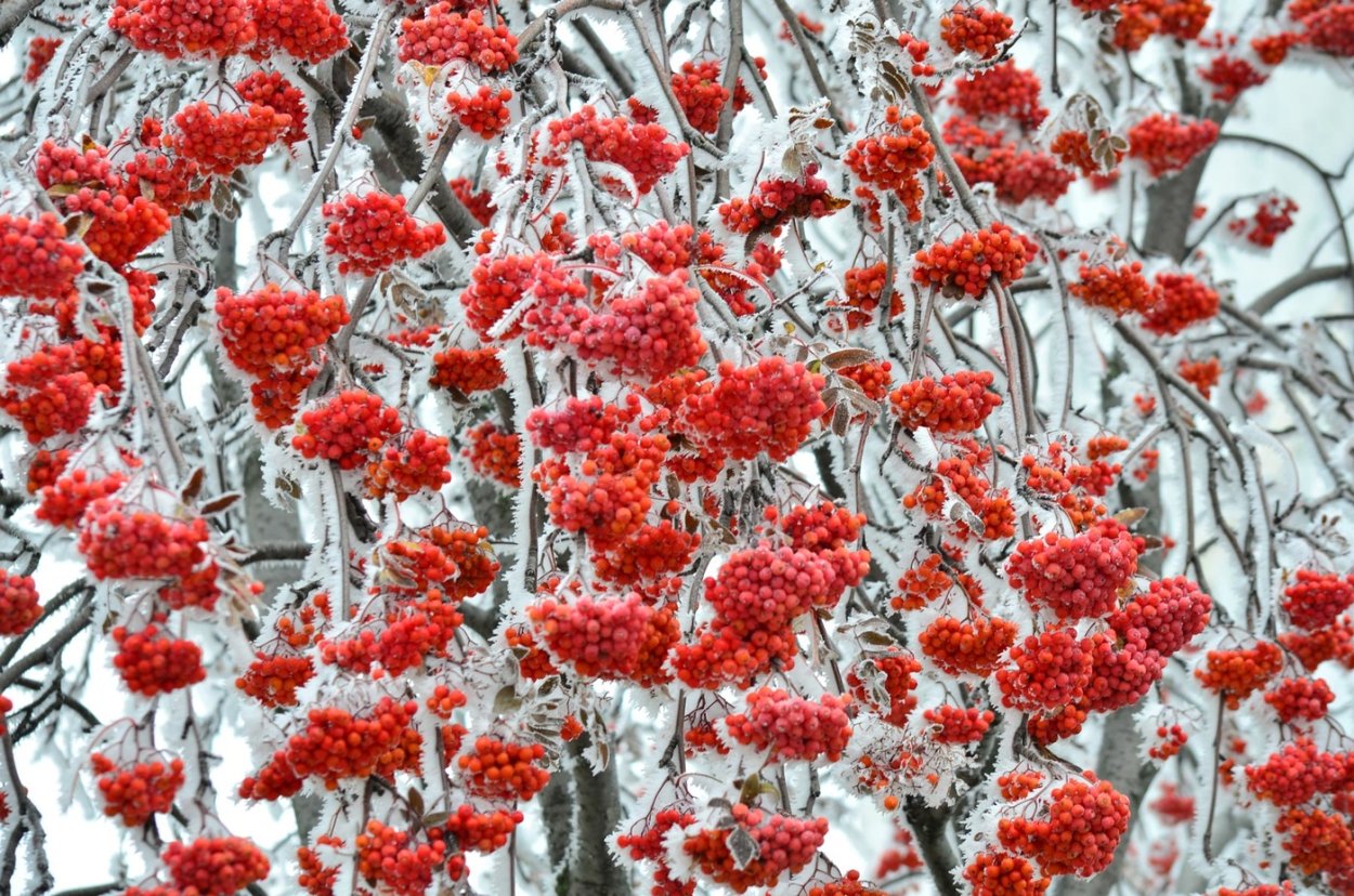 Рябина в инее
