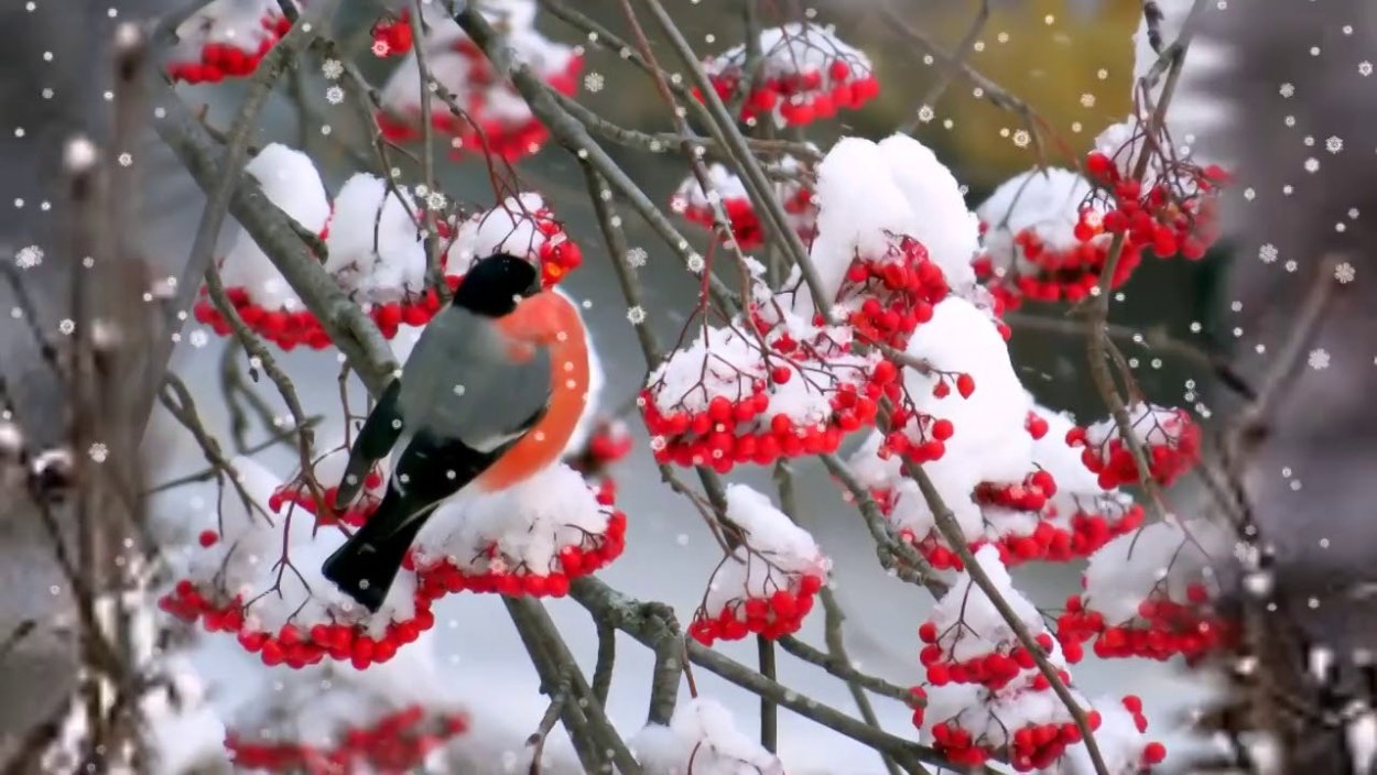 Снегири на снегу