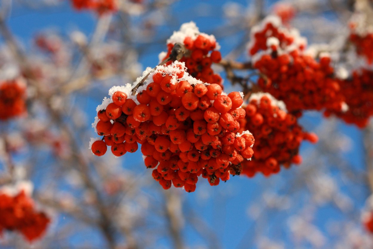 Рябина красная Бусинка