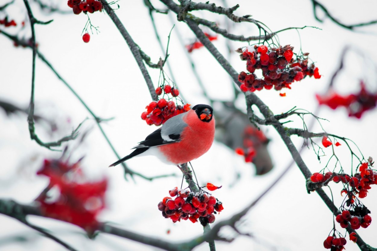 Снегирь и Калина