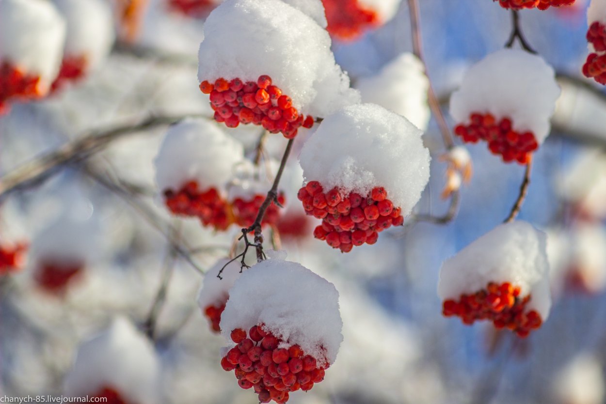 Рябина зимой