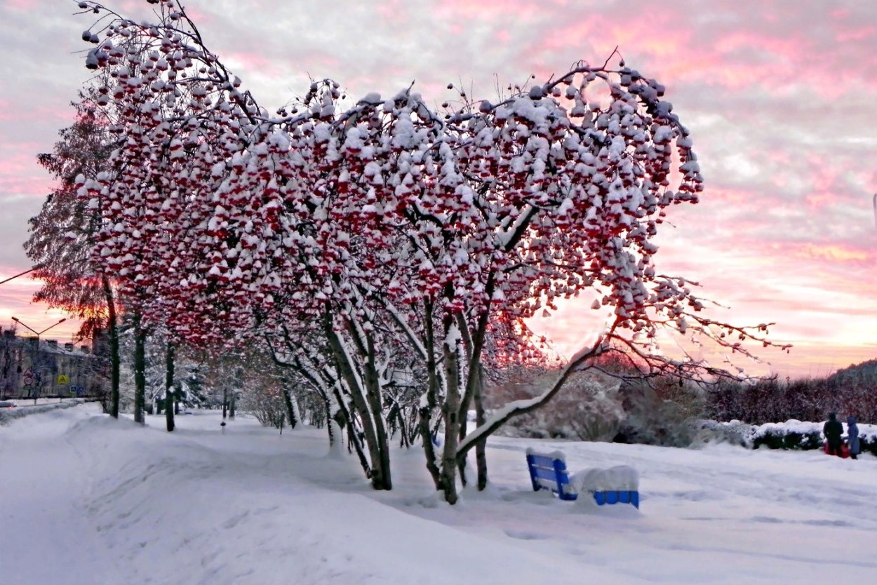 Дерево рябина зимой