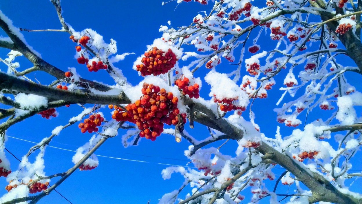 Заснеженная рябина