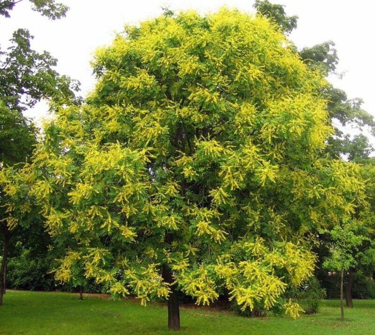 Кельрейтерия метельчатая