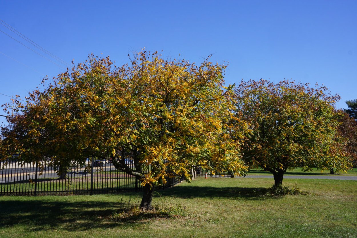Koelreuteria elegans