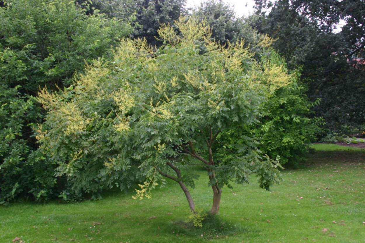Кёльрейтерия метельчатая (Koelreuteria paniculata)