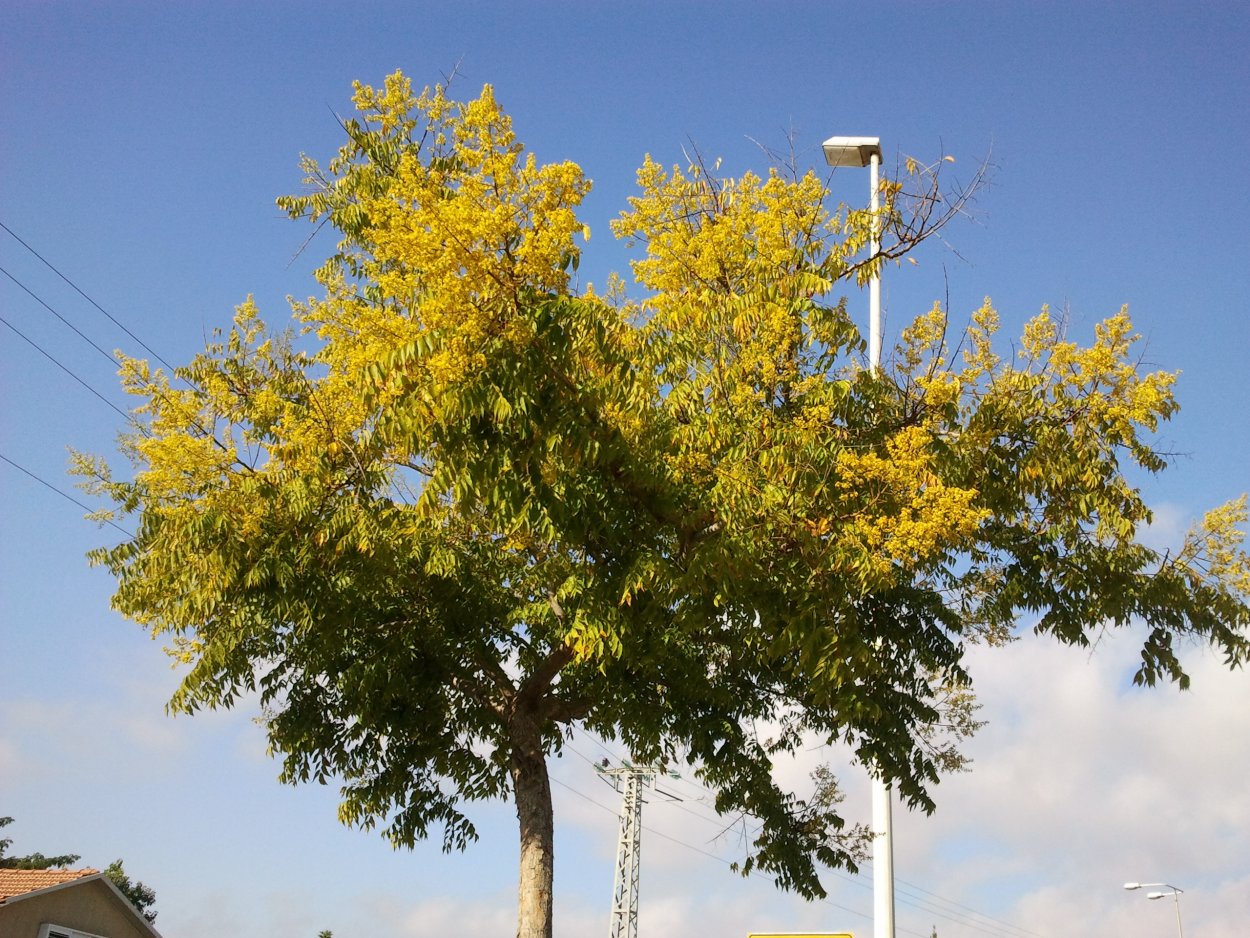 Кельрейтерия дерево золотого дождя