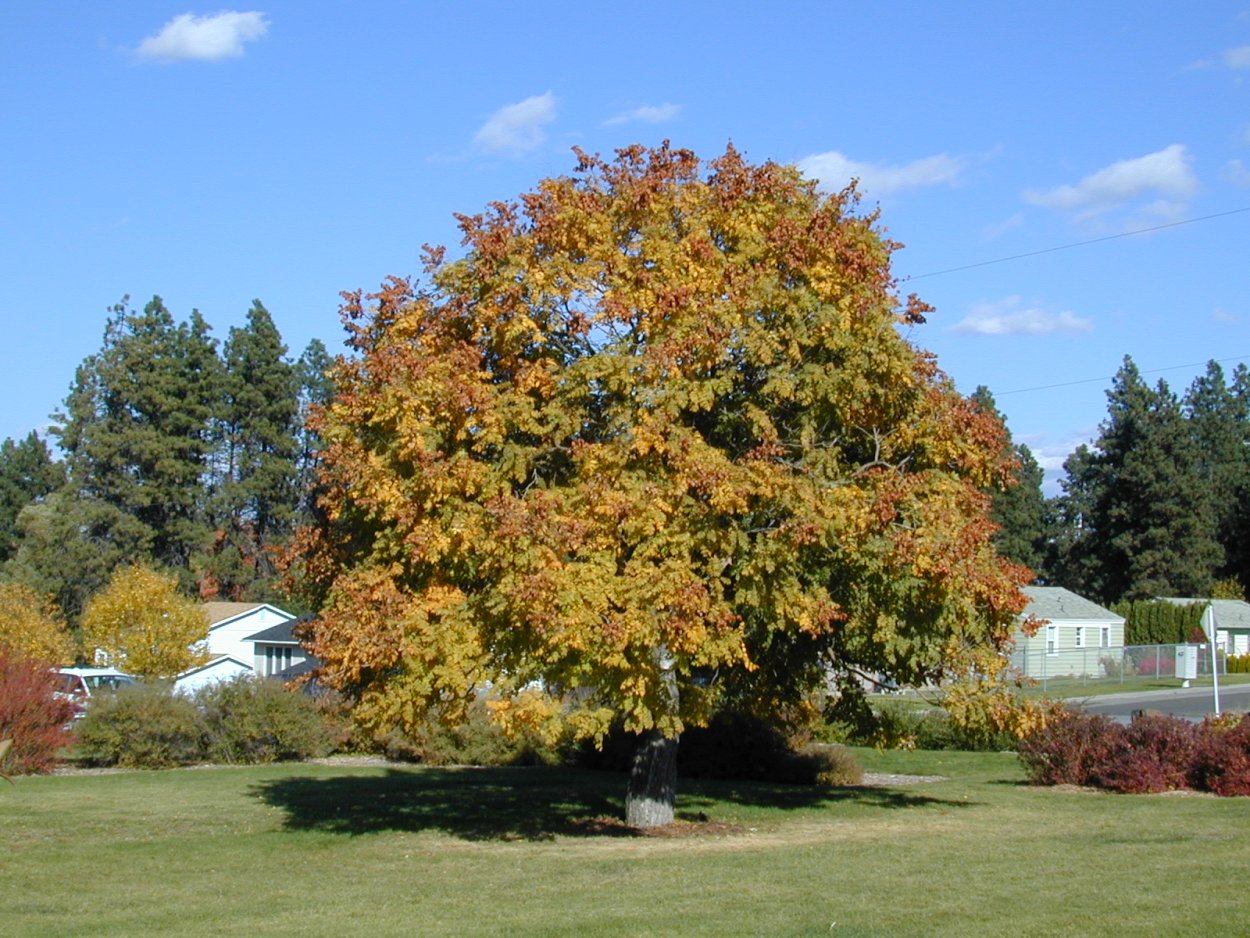 Кёльрейтерия метельчатая осенью