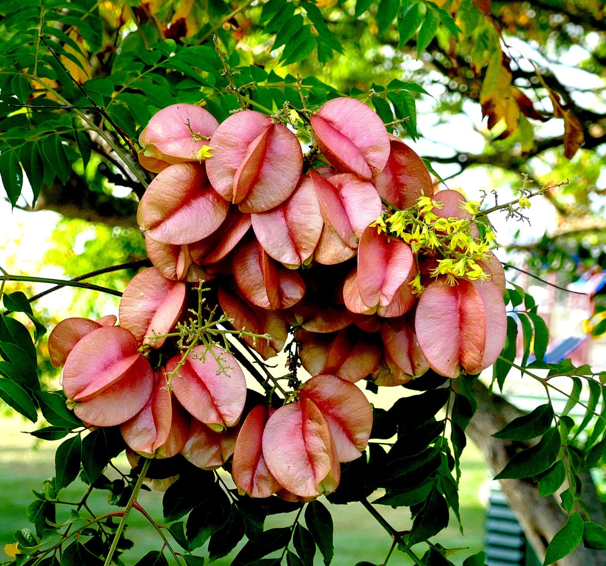 Кельтерия дерево