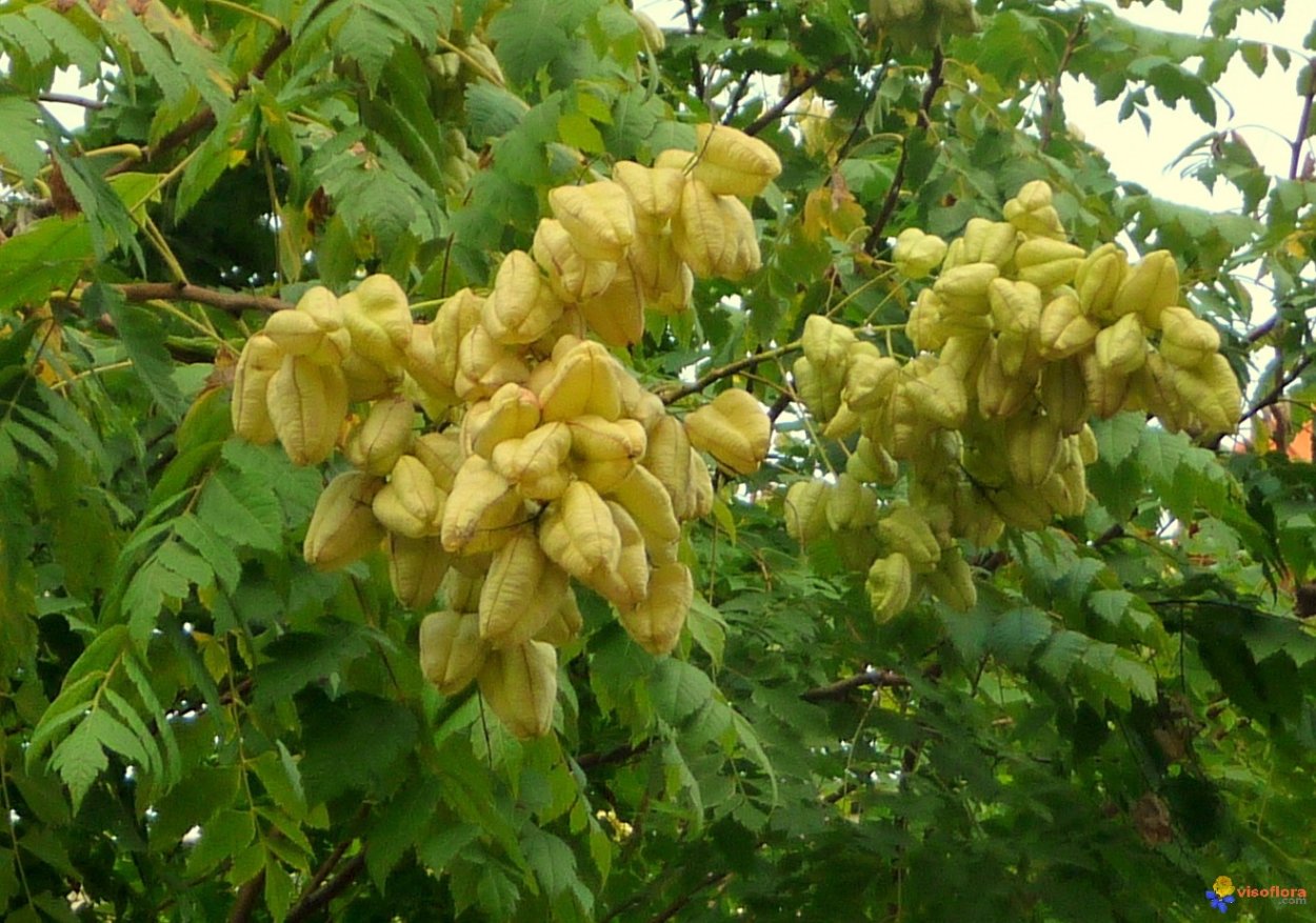 Кёльрейтерия метельчатая