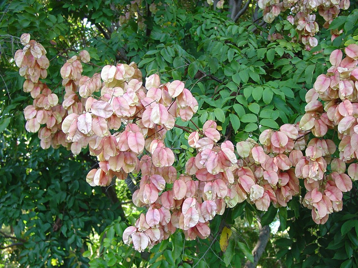 Кёльрейтерия метельчатая