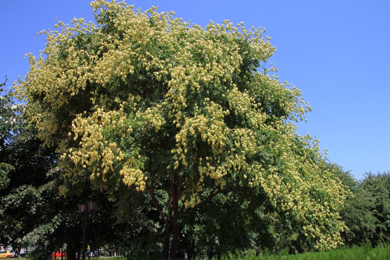 Растение Koelreuteria paniculata