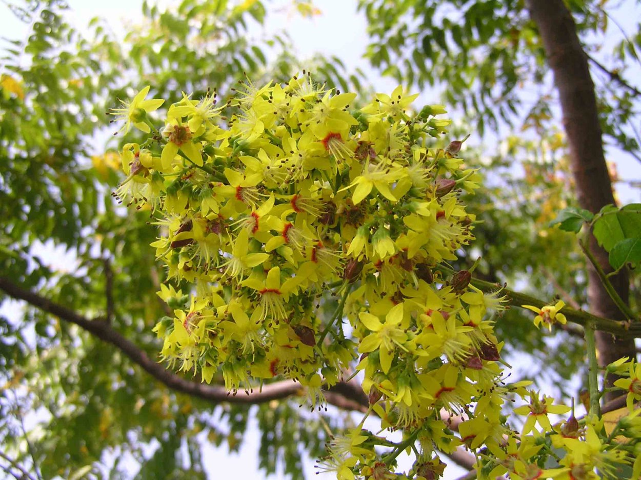 Кельрейтерия дерево золотого дождя