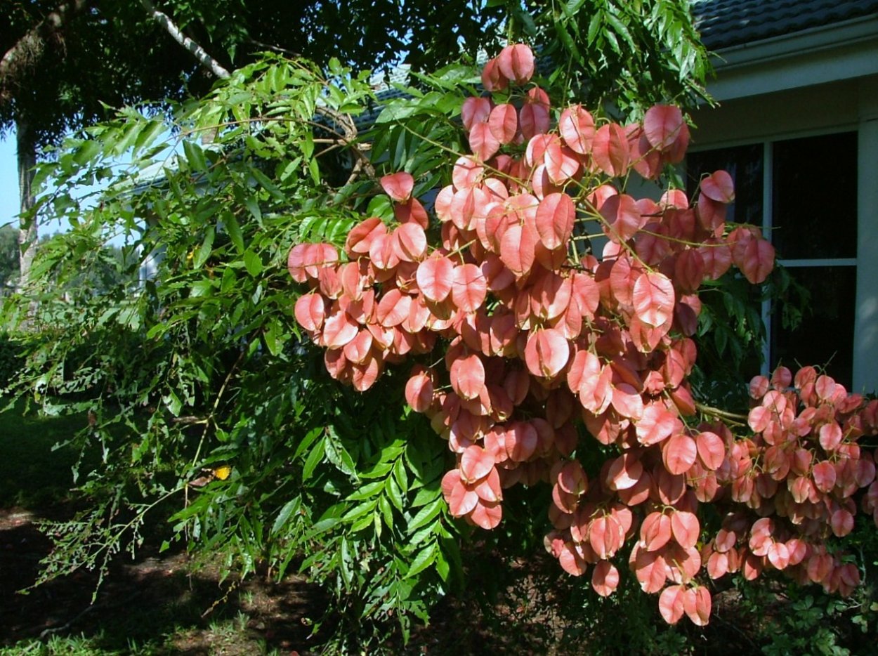 Кельрейтерия (мыльное дерево)