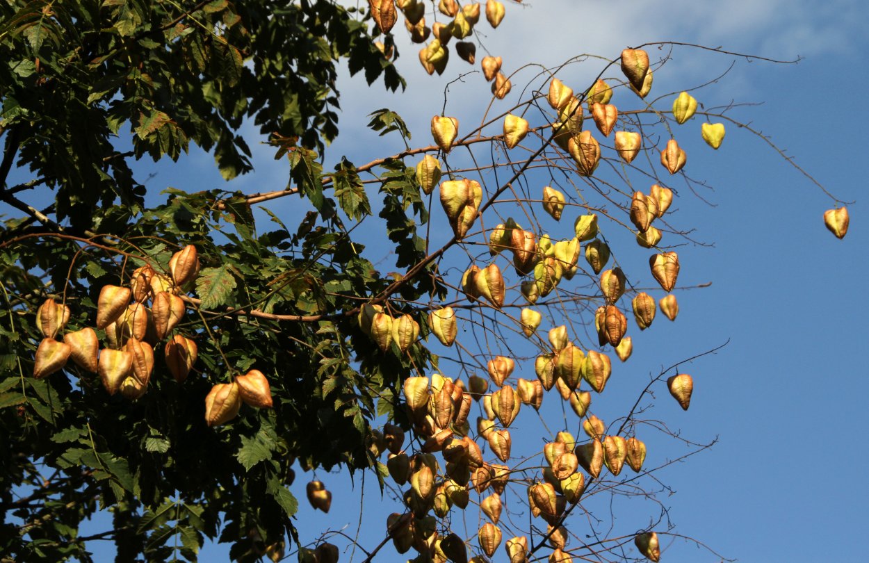 Мыльное дерево Кельрейтерия метельчатая