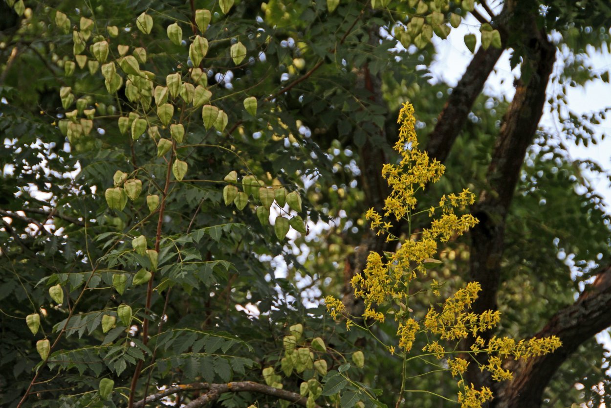 Кельрейтерия плод