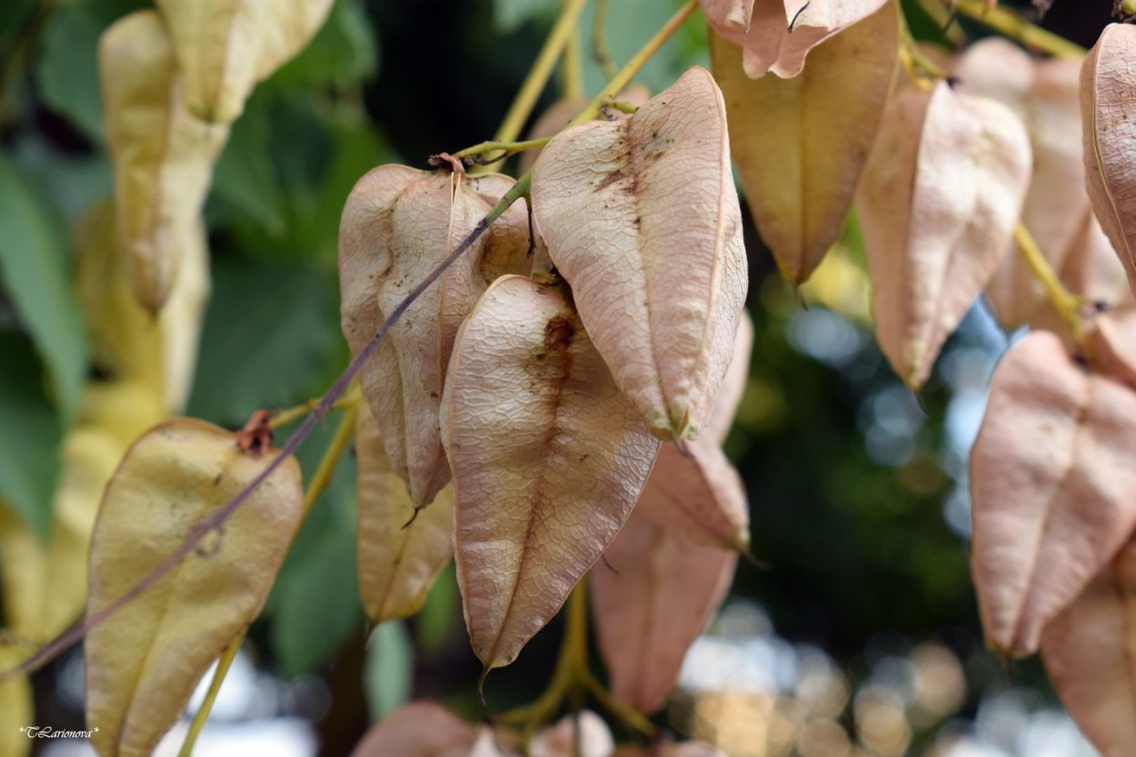 Koelreuteria elegans