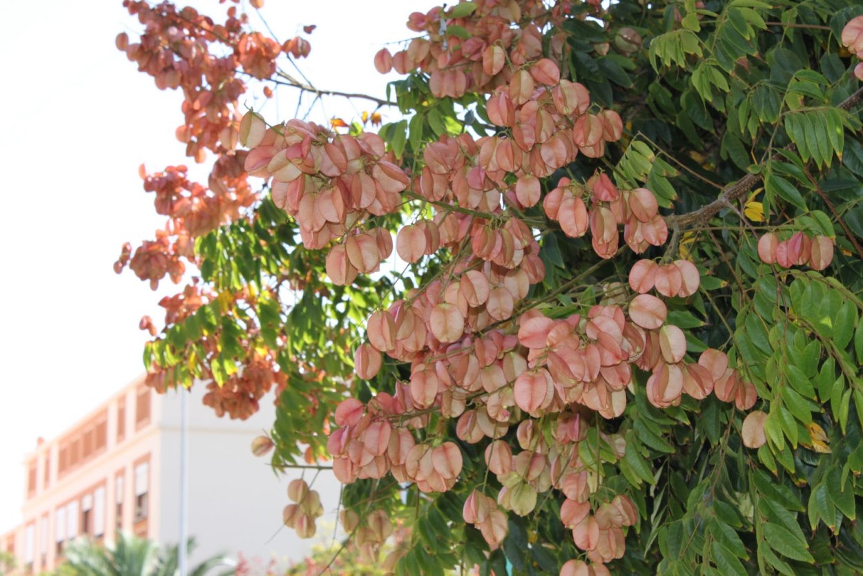 Мыльное дерево Кельрейтерия метельчатая