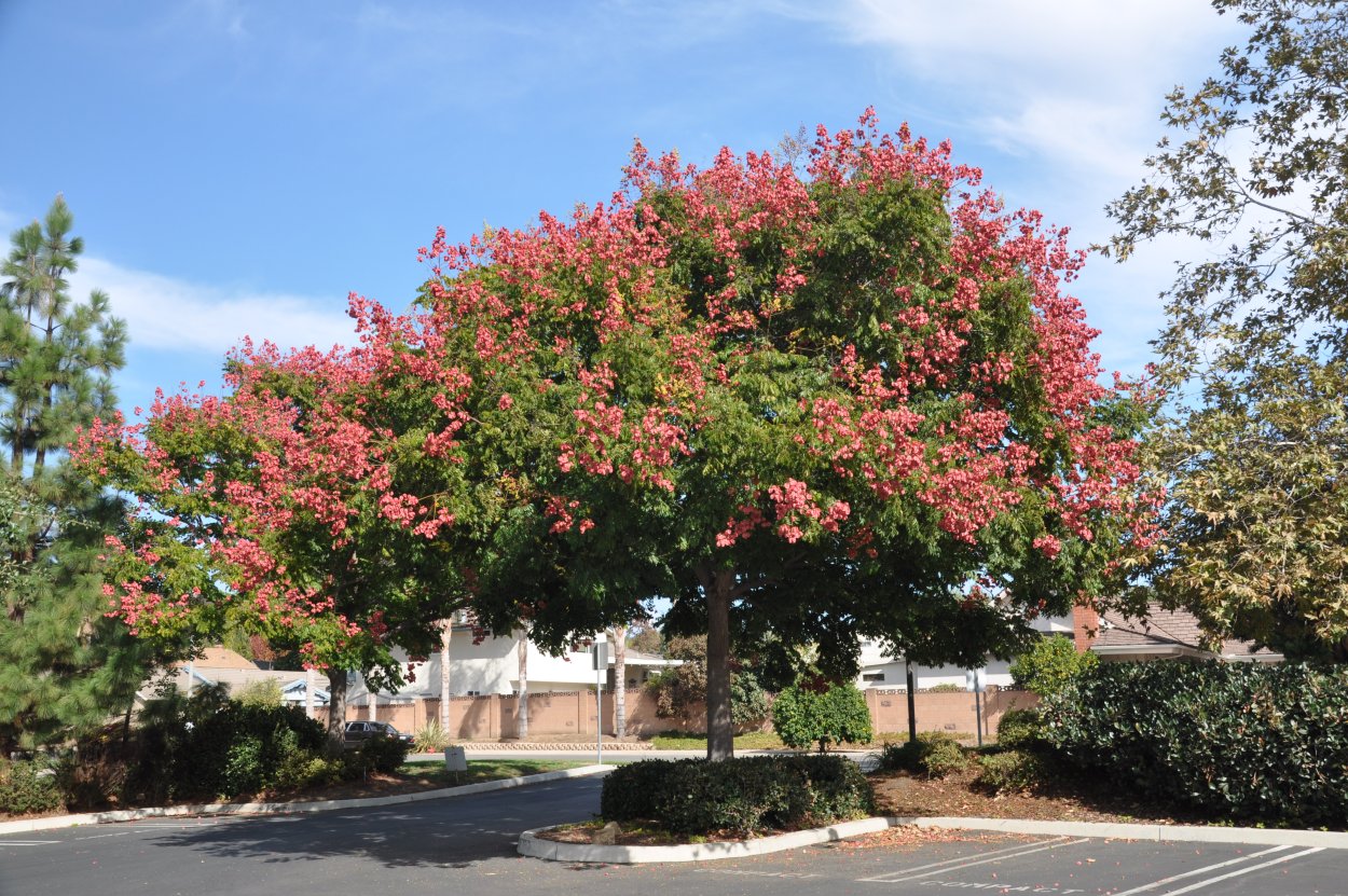Кёльрейтерия Koelreuteria elegans