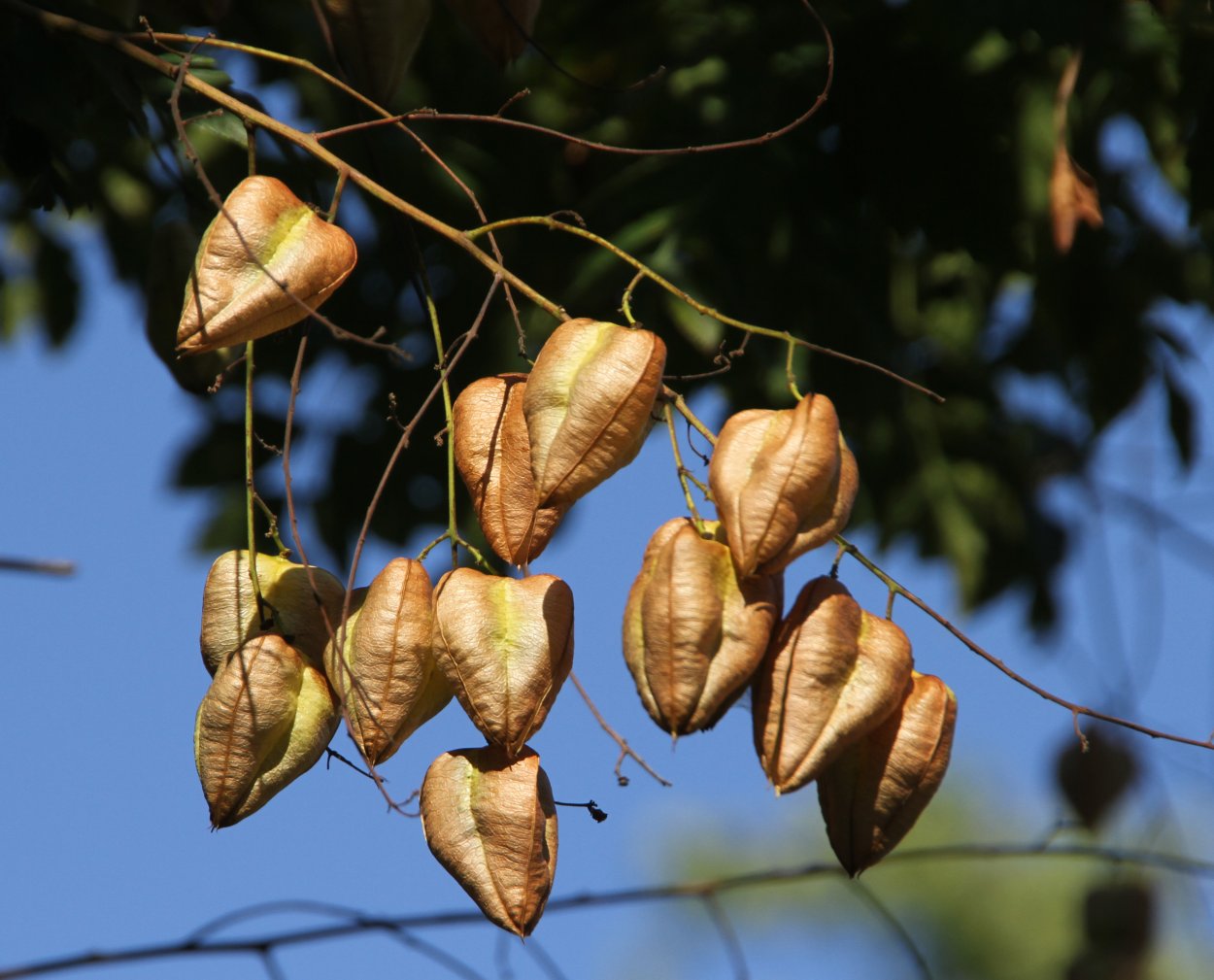 Koelreuteria bipinnata